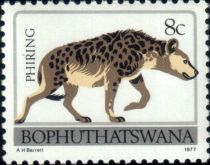 Spotted Hyena (Crocuta crocuta)