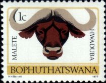 African Buffalo (Syncerus caffer)