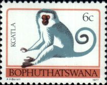 Vervet Monkey (Chlorocebus pygerythrus)