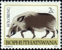 Southern Bushpig (Potamochoerus larvatus koiropotamus)