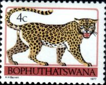 Leopard (Panthera pardus)