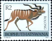 Greater Kudu (Tragelaphus strepsiceros)