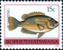 Tilapia (Oreochromis sp.)