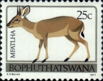 Common Duiker (Sylvicapra grimmia)