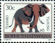 African Elephant (Loxodonta africana)