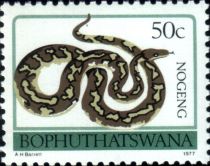 Southern African Rock Python (Python sebae natalensis)