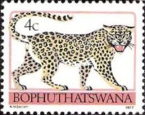 Leopard (Panthera pardus)