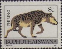 Spotted Hyena (Crocuta crocuta)