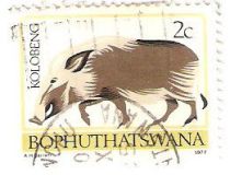 Southern Bushpig (Potamochoerus larvatus koiropotamus)