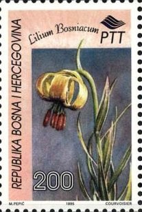 Lilium bosniacum