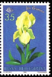 Iris Bosniaca