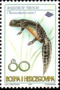 Eastern Alpine Newt (Triturus alpestris reiseri)