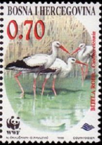 White Stork (Ciconia ciconia)