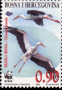 White Stork (Ciconia ciconia)