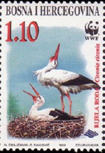 White Stork (Ciconia ciconia)