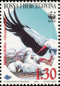 White Stork (Ciconia ciconia)