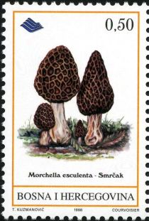 Morchella esculenta