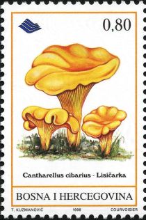 Cantharellus cibarius