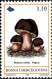 Cep (Boletus edulis)