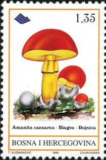 Amanita caesarea