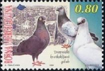 Domestic Pigeon (Columba livia domestica)