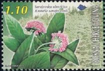 Knautia sarajevensis