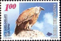 Griffon Vulture (Gyps fulvus)