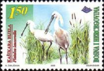 Eurasian Spoonbill (Platalea leucorodia)