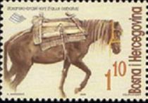 Bosnian Mountain Horse (Equus ferus caballus)