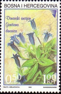 Gentiana dinarica