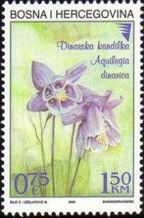 Aquilegia dinarica