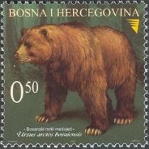 Bosnian Brown Bear (Ursus arctos bosniensis)