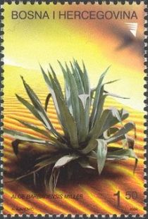 Flora - Cactus - Aloe barbadensis Miller