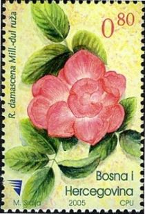 Rosa damascena Milli