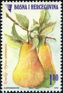 Pear - Pyrus communis