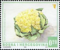 Cauliflower (Brassica oleracea var. botrytis)