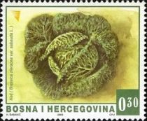 Savoy Cabbage (Brassica oleracea var. sabauda)