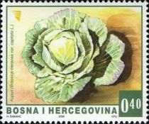 Cabbage (Brassica oleracea var. capitata)