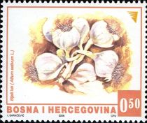 Garlic (Allium sativum)