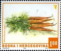 Carrot (Daurus carota)