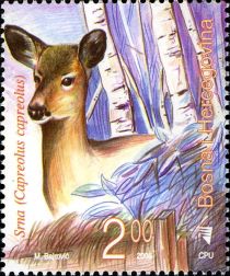 Western Roe Deer (Capreolus capreolus)