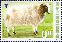 Domestic Sheep (Ovis ammon aries)