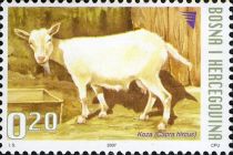 Goat (Capra hircus)