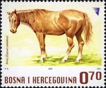 Horse (Equus ferus caballus)