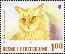 Domestic Cat (Felis silvestris catus)