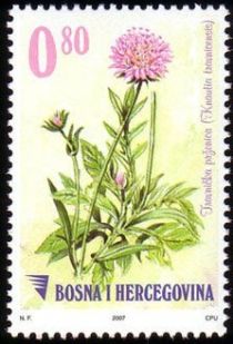 Knautia travnicensis