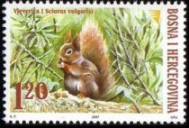 Eurasian Red Squirrel (Sciurus vulgaris)