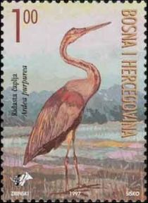 Purple Heron (Ardea purpurea)