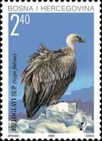 Griffon Vulture (Gyps fulvus)