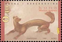 Pine Marten (Martes martes)